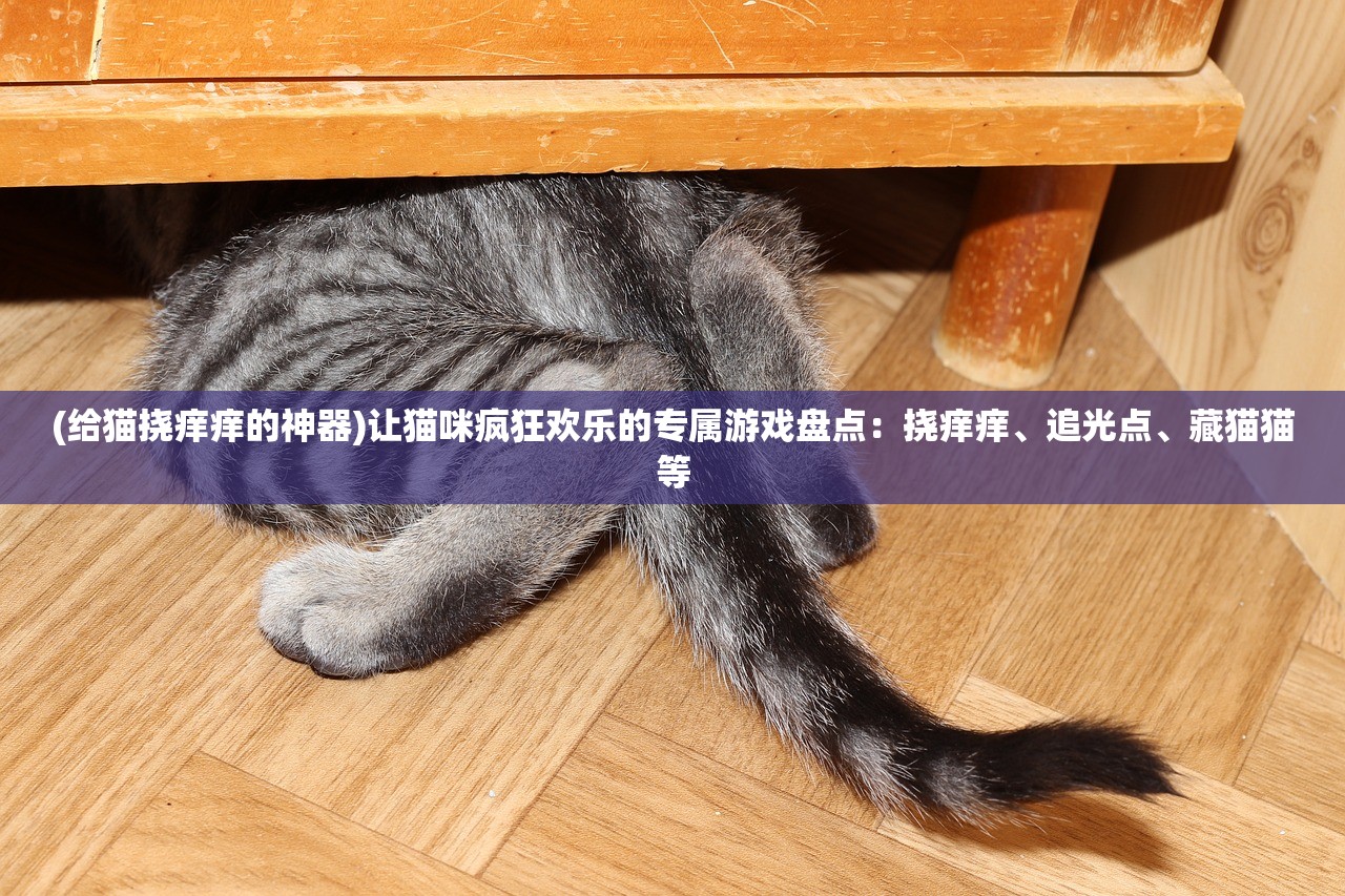 (给猫挠痒痒的神器)让猫咪疯狂欢乐的专属游戏盘点：挠痒痒、追光点、藏猫猫等