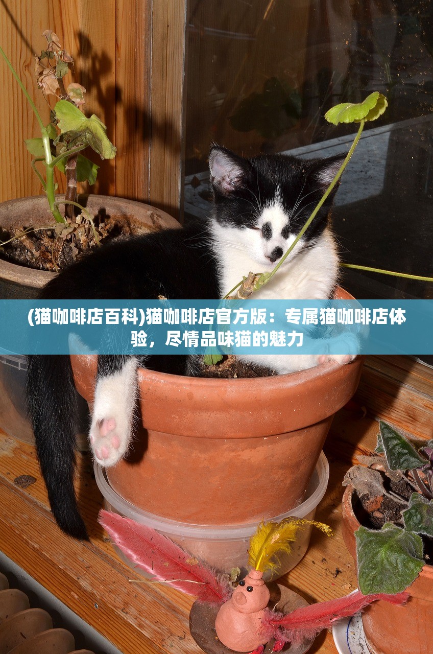 (猫咖啡店百科)猫咖啡店官方版：专属猫咖啡店体验，尽情品味猫的魅力