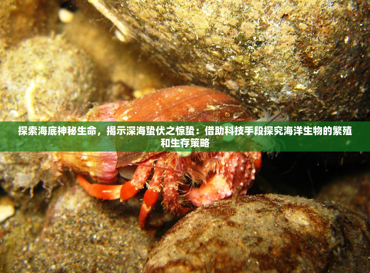 探索海底神秘生命，揭示深海蛰伏之惊蛰：借助科技手段探究海洋生物的繁殖和生存策略