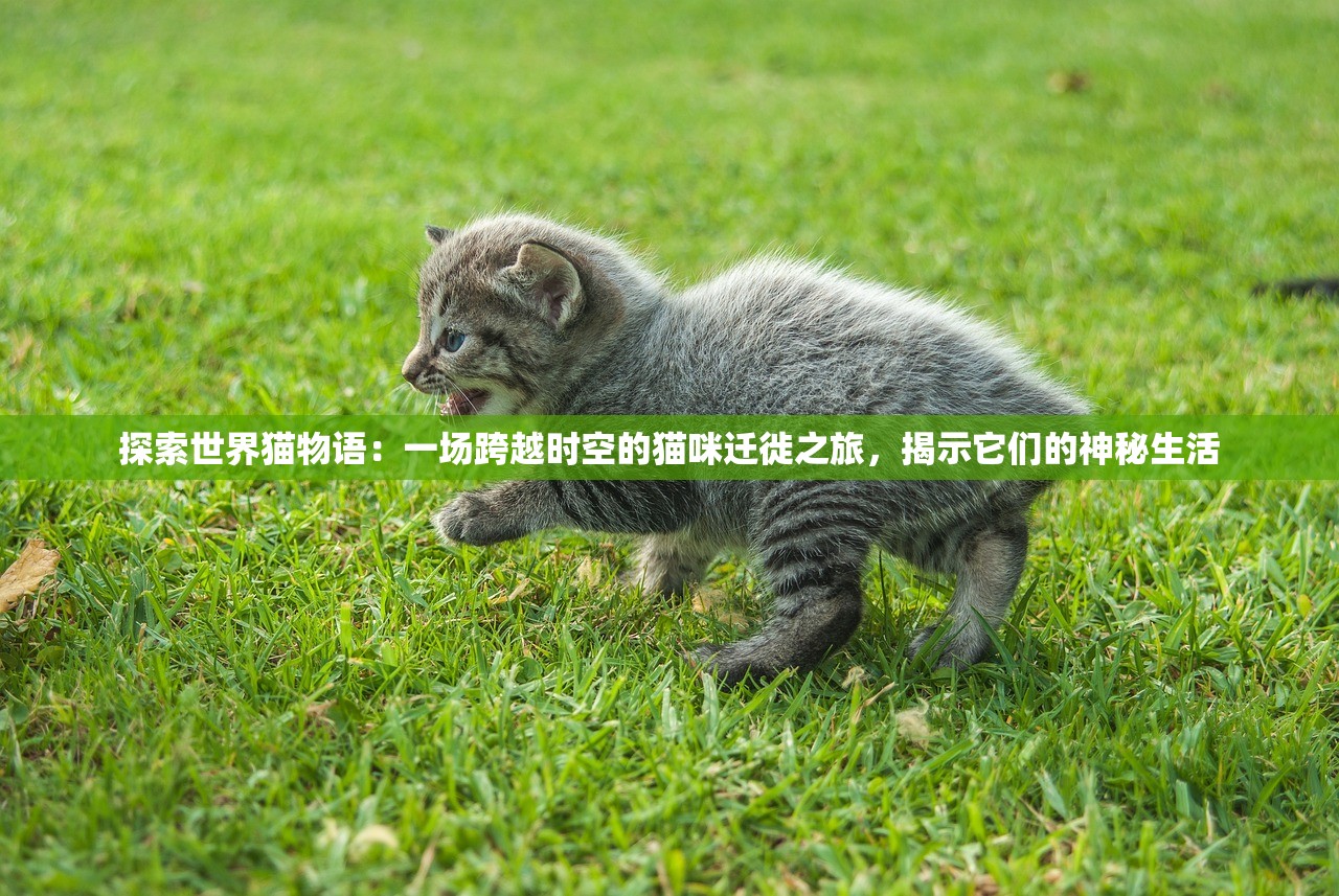 探索世界猫物语：一场跨越时空的猫咪迁徙之旅，揭示它们的神秘生活